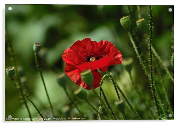 Single Poppy Acrylic by Clare Rawlinson
