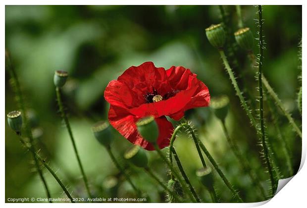 Single Poppy Print by Clare Rawlinson