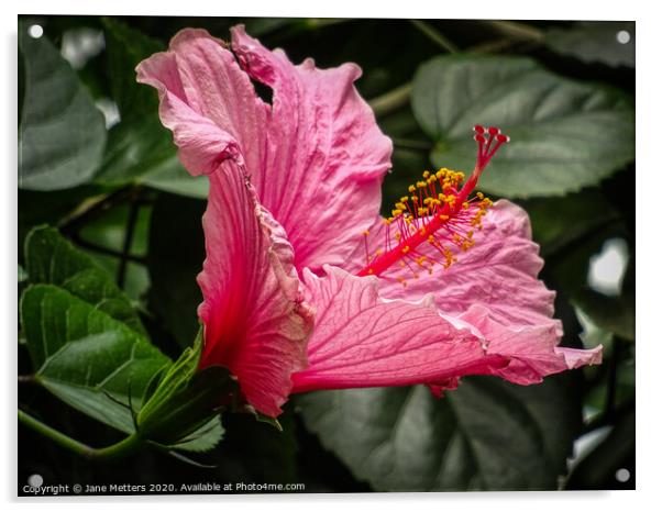 Hawaiian Hibiscus  Acrylic by Jane Metters