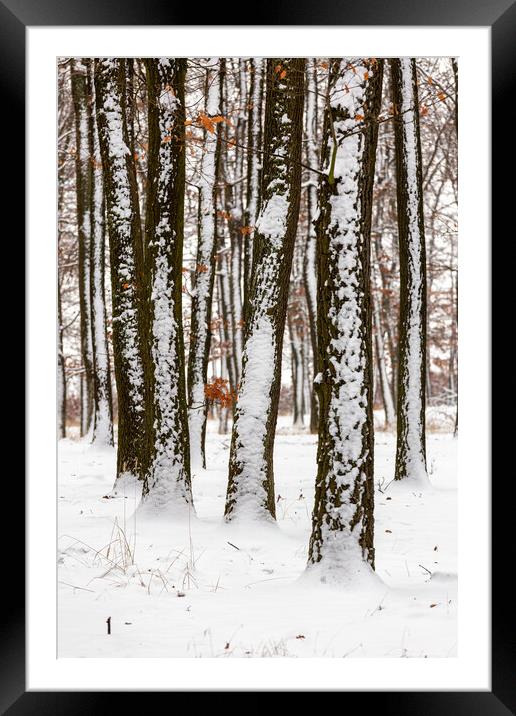 Snowy winter day in oak forest Framed Mounted Print by Arpad Radoczy