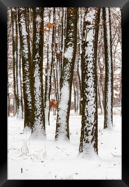 Snowy winter day in oak forest Framed Print by Arpad Radoczy