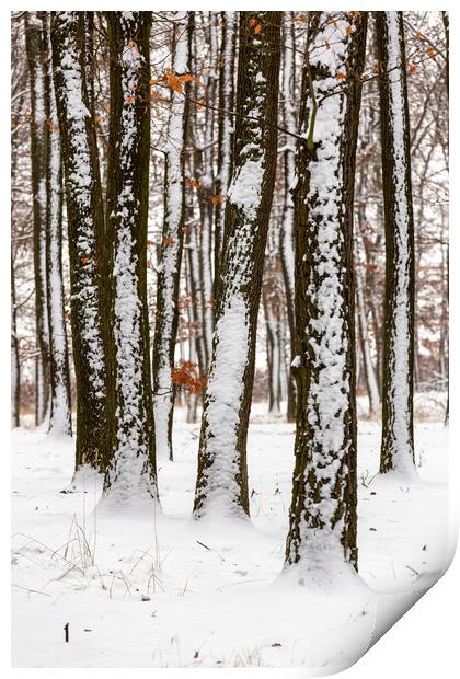 Snowy winter day in oak forest Print by Arpad Radoczy