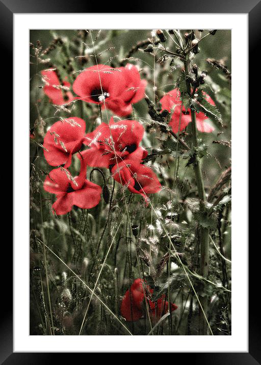 Poppy Patch Framed Mounted Print by Simon Gladwin