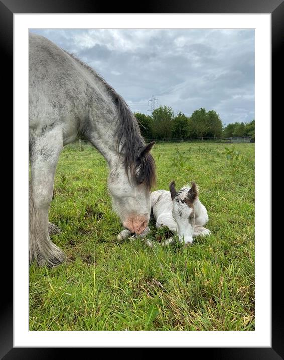 A horse is eating grass in a field Framed Mounted Print by Sophie Pickavance