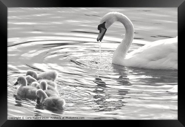 Swan Lake Framed Print by Carla Maloco