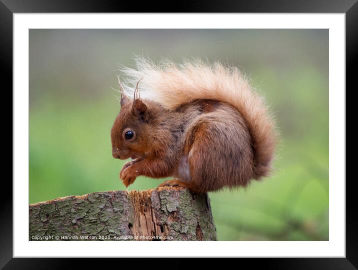 Red Squirrel 1 Framed Mounted Print by Hannah Watson