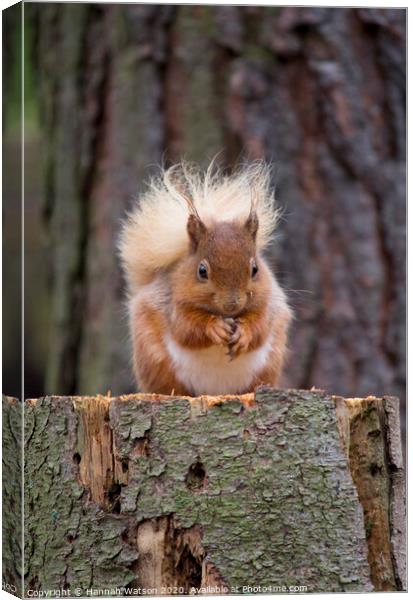 Red Squirrel 2 Canvas Print by Hannah Watson