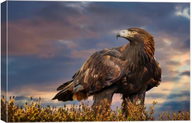 Golden Sovereign: Highlands Eagle Portrait Canvas Print by David Tyrer