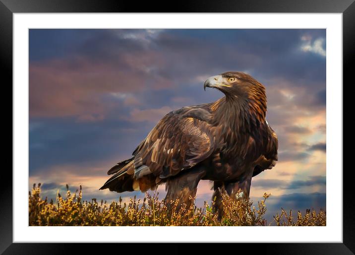 Golden Sovereign: Highlands Eagle Portrait Framed Mounted Print by David Tyrer