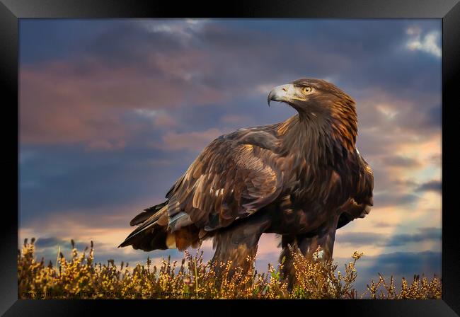 Golden Sovereign: Highlands Eagle Portrait Framed Print by David Tyrer