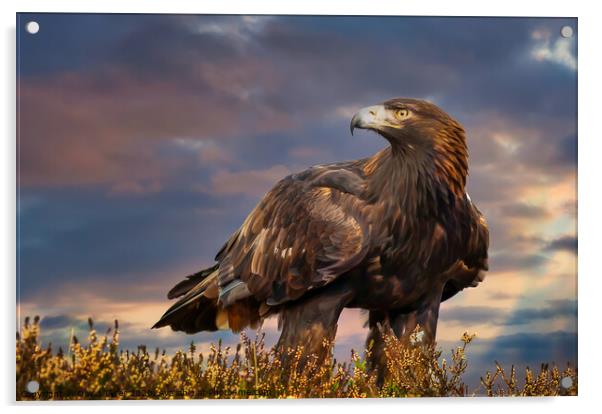 Golden Sovereign: Highlands Eagle Portrait Acrylic by David Tyrer
