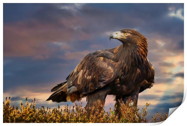Golden Sovereign: Highlands Eagle Portrait Print by David Tyrer