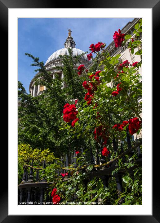 Red Roses at St. Pauls Cathedral in London Framed Mounted Print by Chris Dorney