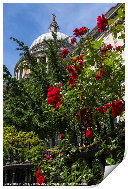 Red Roses at St. Pauls Cathedral in London Print by Chris Dorney
