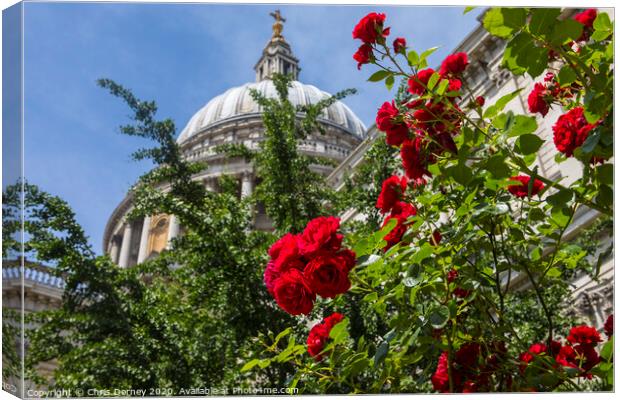 Roses at St. Pauls Cathedral in London Canvas Print by Chris Dorney