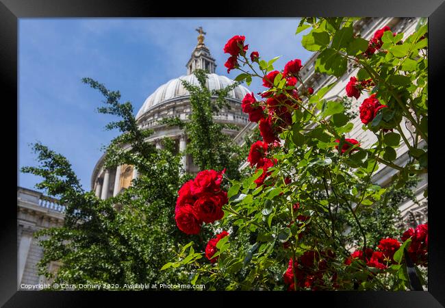 Roses at St. Pauls Cathedral in London Framed Print by Chris Dorney