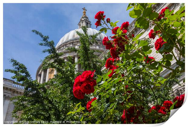Roses at St. Pauls Cathedral in London Print by Chris Dorney