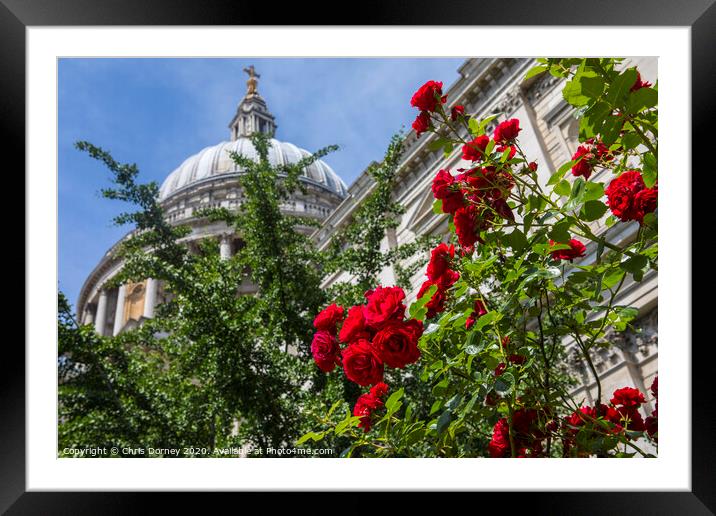 Roses at St. Pauls Catehdral in London Framed Mounted Print by Chris Dorney