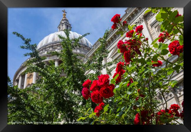 Roses at St. Pauls Catehdral in London Framed Print by Chris Dorney