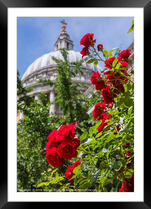 Roses at St. Pauls Cathedral in London Framed Mounted Print by Chris Dorney