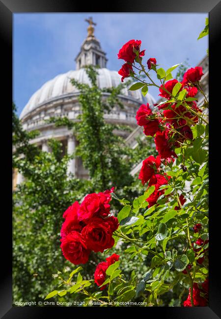 Roses at St. Pauls Cathedral in London Framed Print by Chris Dorney