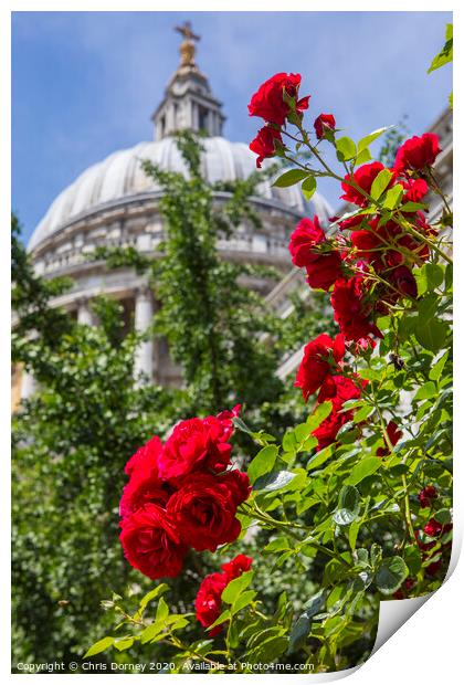 Roses at St. Pauls Cathedral in London Print by Chris Dorney