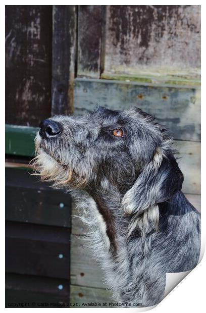 The Lurcher Print by Carla Maloco