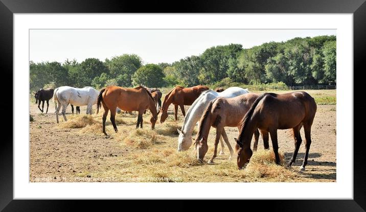 A herd of horses grazing on a dry grass field Framed Mounted Print by M. J. Photography