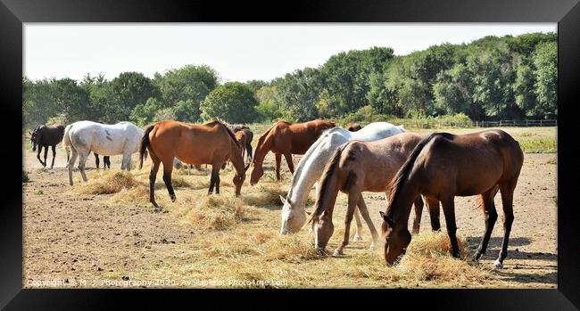 A herd of horses grazing on a dry grass field Framed Print by M. J. Photography