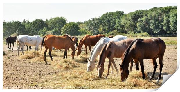 A herd of horses grazing on a dry grass field Print by M. J. Photography