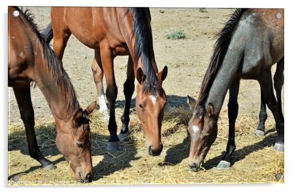 Three Horses Acrylic by M. J. Photography