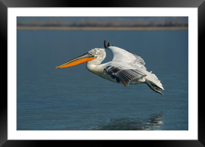 Dalmatian pelican bird flying over a blue lake. Framed Mounted Print by Anahita Daklani-Zhelev