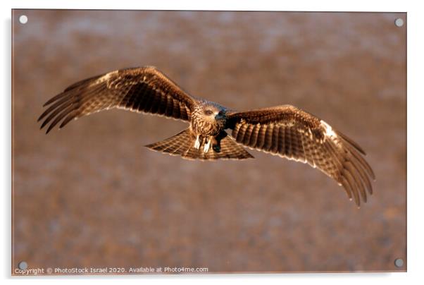 Black Kite (Milvus migrans) Acrylic by PhotoStock Israel
