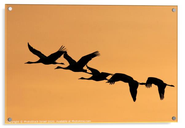 Grey Cranes Grus grus Acrylic by PhotoStock Israel