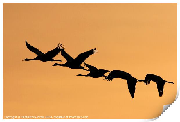 Grey Cranes Grus grus Print by PhotoStock Israel