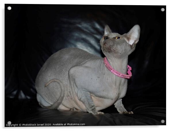 Canadian Sphynx cat Acrylic by PhotoStock Israel