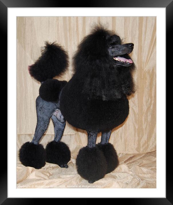 black standard poodle Framed Mounted Print by PhotoStock Israel