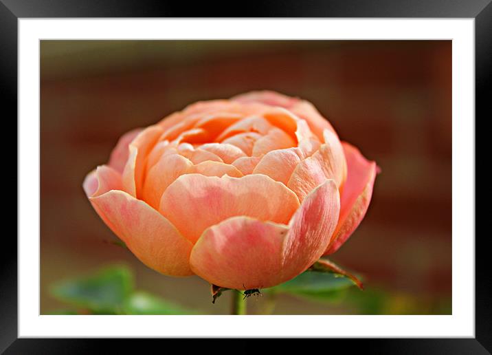 Peach Rose Framed Mounted Print by kelly Draper