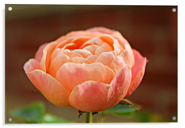 Peach Rose Acrylic by kelly Draper