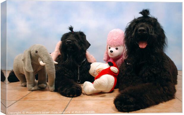 2 black miniature poodles Canvas Print by PhotoStock Israel