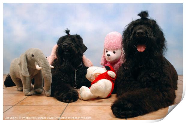 2 black miniature poodles Print by PhotoStock Israel
