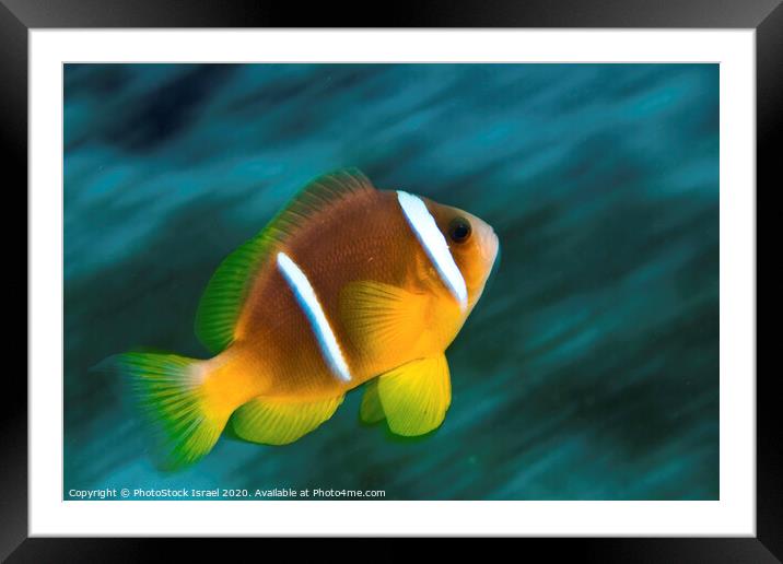 Red Sea clownfish  Framed Mounted Print by PhotoStock Israel