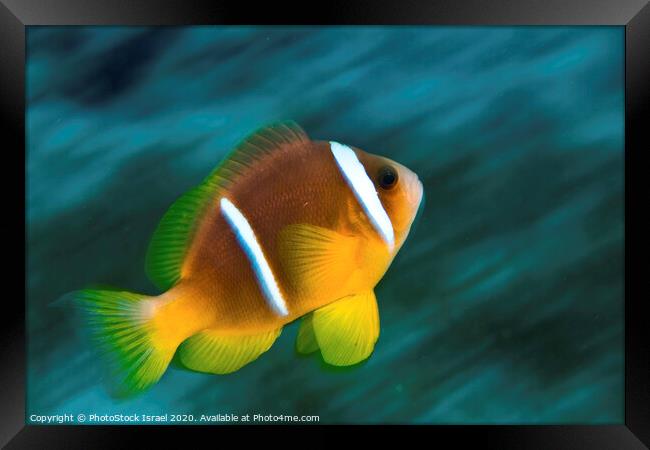 Red Sea clownfish  Framed Print by PhotoStock Israel
