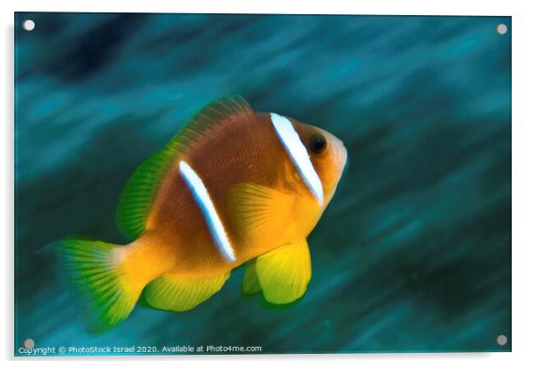 Red Sea clownfish  Acrylic by PhotoStock Israel