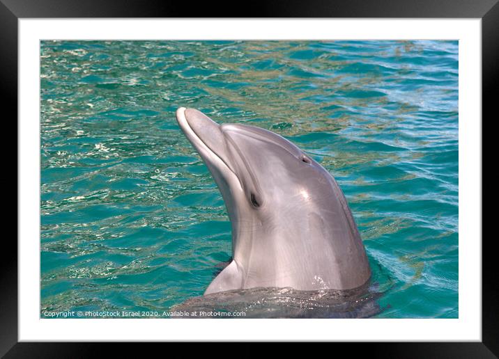 Israel, Eilat, Dolphin Reef Beach Framed Mounted Print by PhotoStock Israel