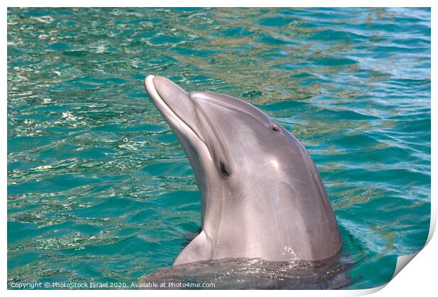 Israel, Eilat, Dolphin Reef Beach Print by PhotoStock Israel