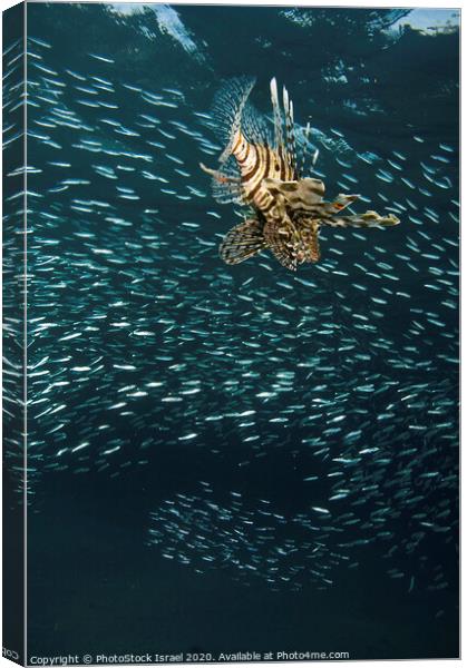 Lionfish Pterois miles Canvas Print by PhotoStock Israel