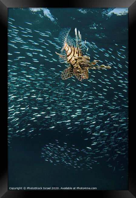 Lionfish Pterois miles Framed Print by PhotoStock Israel
