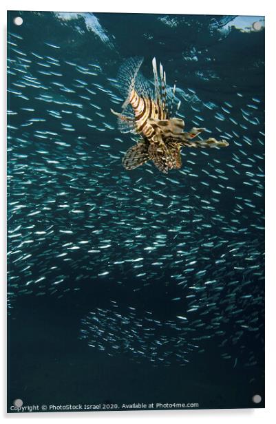 Lionfish Pterois miles Acrylic by PhotoStock Israel