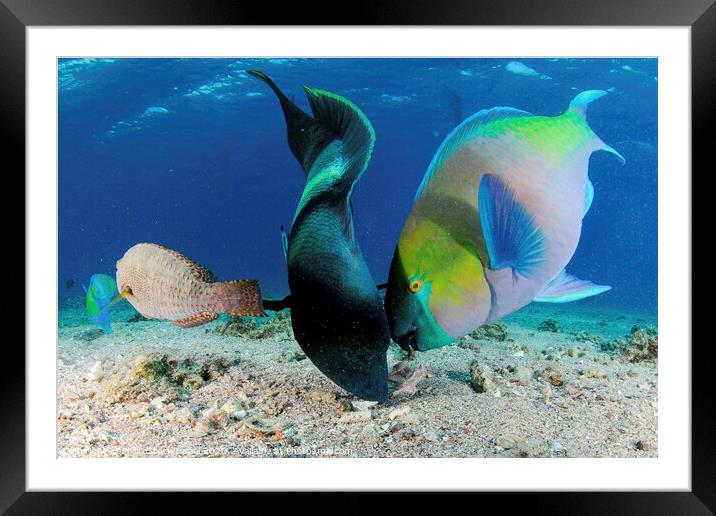 humphead wrasse and Rusty parrotfish Framed Mounted Print by PhotoStock Israel